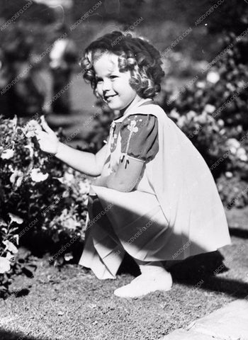 child star Shirley Temple candid picking flowers 563-18