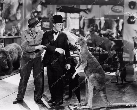 Buster Keaton Jimmy Durante & taxidermy kangaroo What No Beer 891-05
