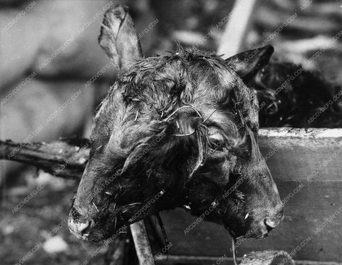 news photo circus two-headed calf 10346-28