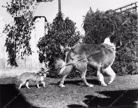 who's walking who Pete Smith Short Subject Dogs 1100-17