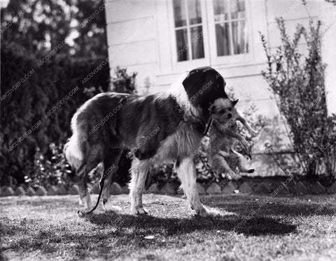 two cute pups Pete Smith Short Subject Dogs 1100-19
