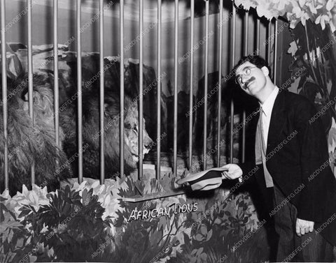 Groucho Marx and the lions 1186-31