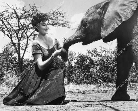 Ava Gardner and a baby elephant behind the scenes film Mogambo 1337-33