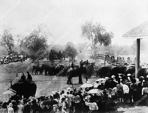 news photo elephant hunting in Burma 1827-30