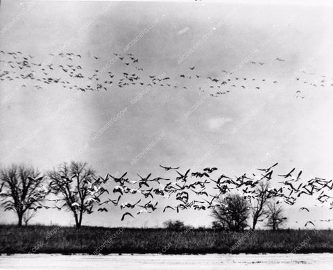 of birds flying over a plain 1868-30