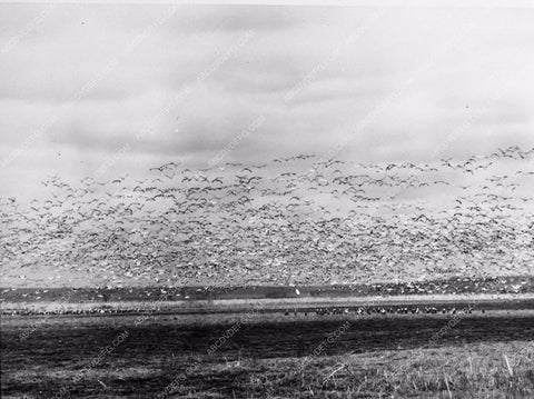 of birds flying over a plain 1868-32