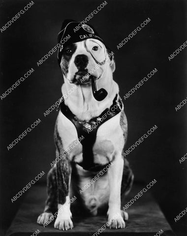 Our Gang Petey the dog in hat w pipe 2334-31