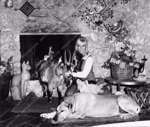 candid Kim Novak at home with goat and dogs 2412-27