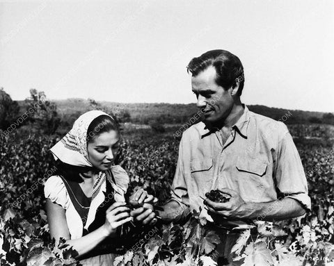 Pier Angeli Mel Ferrer film The Vintage 2717-34