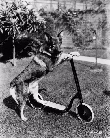 Rin Tin Tin before razor scooters were cool 2785-21