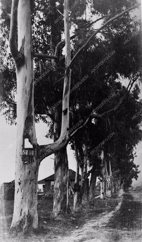 1906 historic Los Angeles Hollywood Eucalyptus trees on Melrose Ave where Paramount Studios is now 2920-05