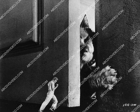 2929-027 Grant Williams fighting the cat sci-fi film The Incredible Shrinking Man 2929-027