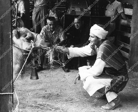 candid William Wyler watches Charlton Heston feed a camel some hay on location Ben-Hur 3166-25