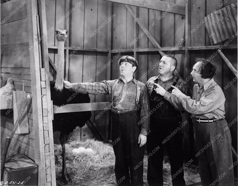Three Stooges Moe Larry Curly and ostrichcomedy short subject 3389-33