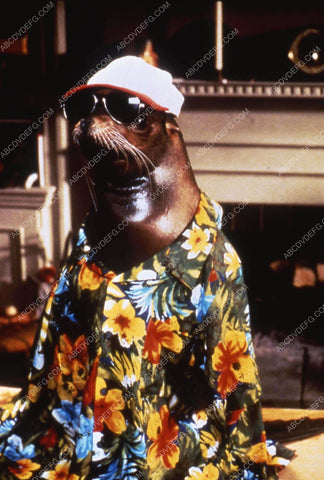 sea lion in Hawaiian shirt and sun glasses film Andre 35m-11993