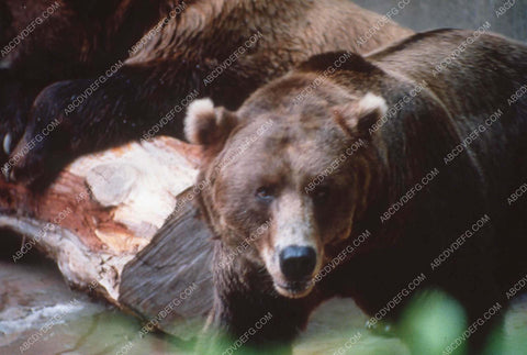 grizzly bears at a stream documentary film Wild Things 35m-13477