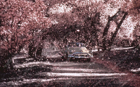 cherry trees blossoming film Pleasantville 35m-13846