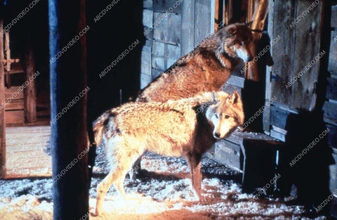 wolves lurking around TVM Into the Badlands 35m-16938