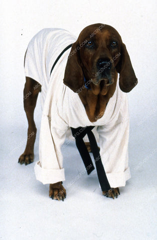 Zeb Jeb the talking dog in karate ghee TV V.R. Troopers 35m-6716
