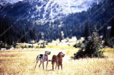 the dogs and the cat film Homeward Bound The Incredible Journey 35m-6988