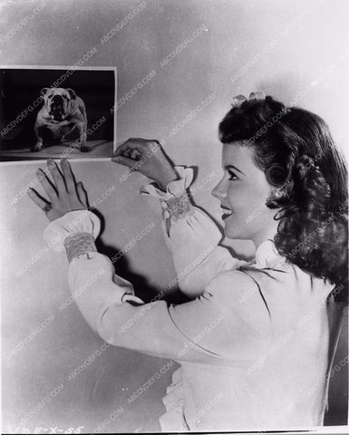 candid Shirley Temple hanging a picture of her bulldog 4439-21