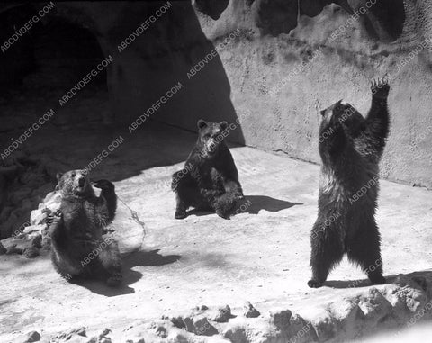 historic Los Angeles Hollywood bears having fun at the zoo 45bx03-26