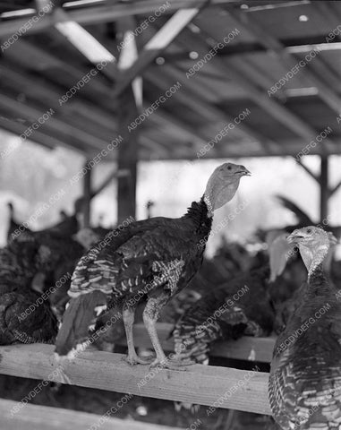 historic Los Angeles turkeys at the Ostrich Farm in exposition park 45bx03-33