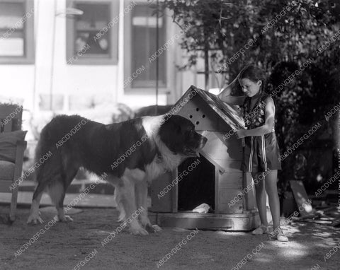 child star Virginia Weidler and saint bernard dog 45bx06-322