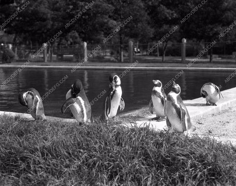 Los Angeles Zoo? Penguins enjoy the lake 4b09-290