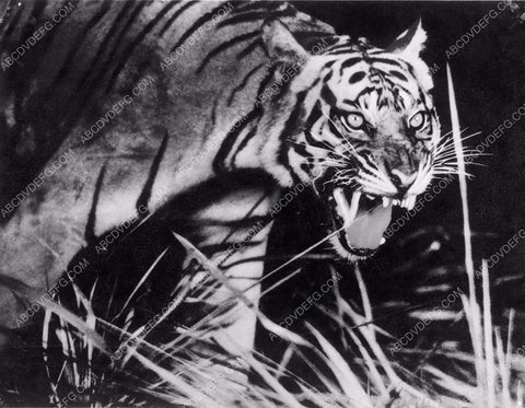 animals Tiger in the tall grass 4b09-361