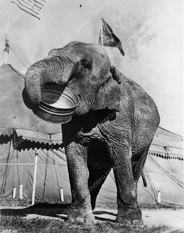 Tillie the Elephant Ringling Bros Barnum & Bailey Circus 4b10-041