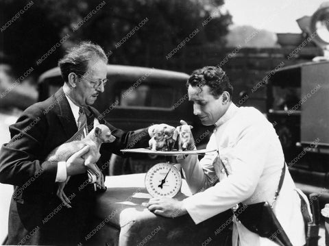 candid Victor Jory weighing his new chihuahua puppies 5661-04