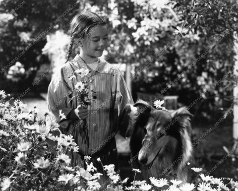 Natalie Wood and a collie from Driftwood 5950-32