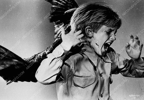 kid getting attacked film The Birds 8856a-20