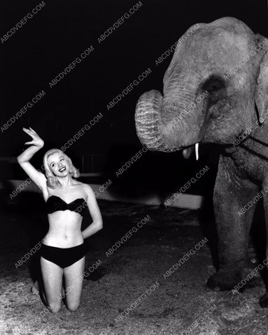 sexy Diana Dors posing with an elephant 8b20-13914