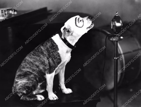 Our Gang's Petey the Dog speaks into the microphone 8b20-2670