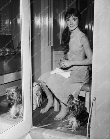 candid Audrey Hepburn with her dog 8b20-4563