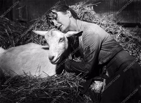 Debbie Reynolds and a goat film Tammy and the Bachelor 8b20-9913