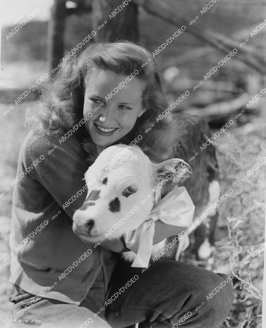 crp-00094 Barbara Britton w a little calf on location in Sedona Az film Gunfighters crp-00094