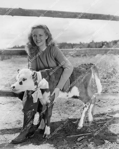 crp-095 Barbara Britton w a little calf on location in Sedona Az film Gunfighters crp-095