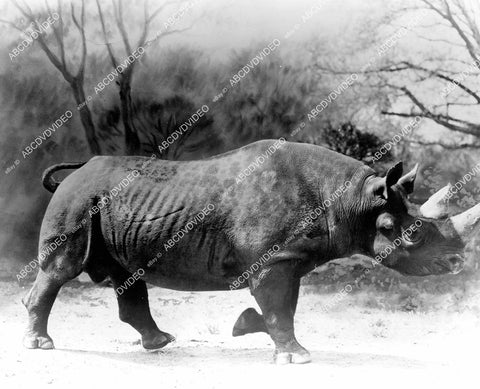 crp-10206 1955 genuine rhinoceros wildlife film African Manhunt crp-10206