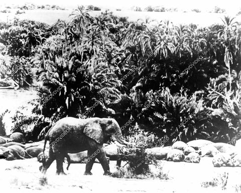 crp-10210 1955 genuine elephants wildlife film African Manhunt crp-10210