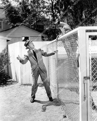 crp-11081 1951 Dick Powell and a fine boxer dog film You Never Can Tell crp-11081