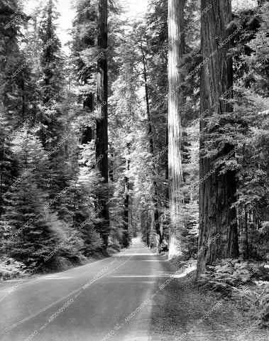 crp-11822 1945 beautiful redwood trees scenic nature Sequoia National Park crp-11822