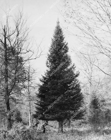 crp-11824 1951 news photo Gulliver Michigan Christmas Tree selected for display Marshall Fields dept store crp-11824