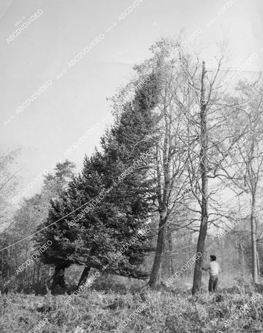 crp-11825 1951 news photo Gulliver Michigan Christmas Tree selected for display Marshall Fields dept store crp-11825