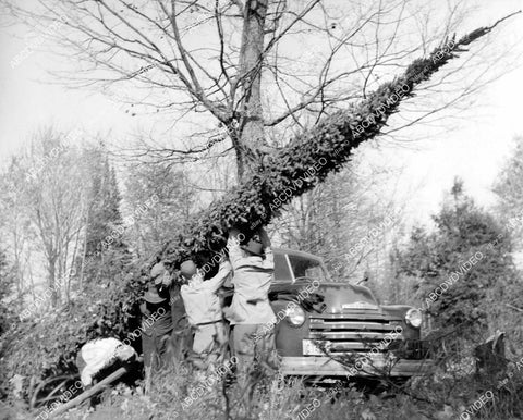 crp-11826 1951 news photo Gulliver Michigan Christmas Tree selected for display Marshall Fields dept store crp-11826