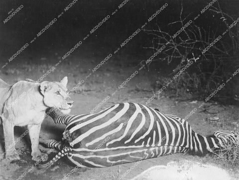 crp-12335 1920's Osa Johnson pics of African Safari wildlife in action tiger downs a zebra crp-12335