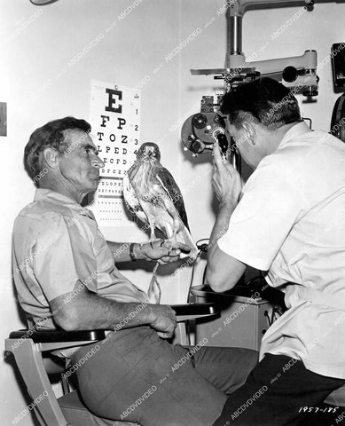 crp-12355 1965 Hollywood film animals Slasher the hawk gets eye exam w Ray Berwick & William James crp-12355