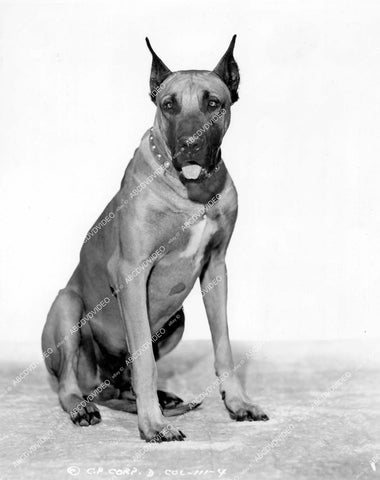 crp-12361 1941 Hollywood film animals handsome Champ the Great Dane dog portrait film Blondie in Society crp-12361